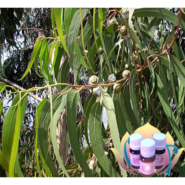 ÓLEO ESSENCIAL - EUCALIPTO AUSTRALIANO (Eucalyptus radiata)  10ML 